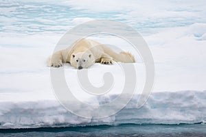 Polar bear lying on ice with snow in Arctic