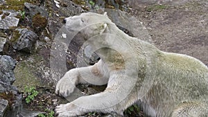 Polar bear lying on a rock