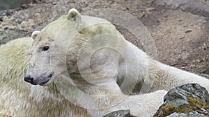 Polar bear lying on a rock