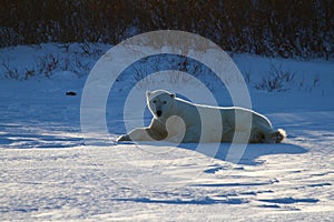 A polar bear lying in snow and staring at the camera with willows in the background