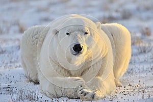 Polar Bear photo