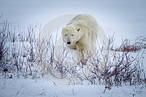 Polar bear makes way to ice to hunt for seals in Canada.CR2