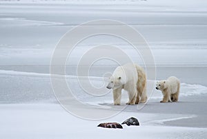 Polar bear mom and cub on ice