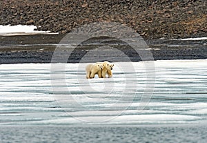 Polar Bear Mom and Cub Staying Close