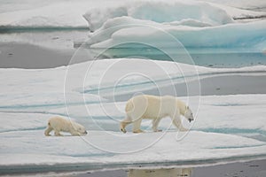 Polar bear mom and cub walking photo