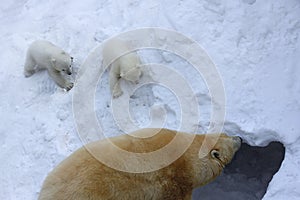 Polar bear mom with twins.