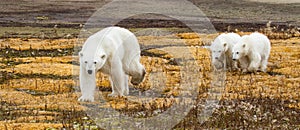 Polar bear mom and twins