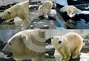 Polar Bear Montage of a day in his life.