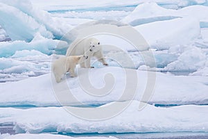 Polar bear mother with cub