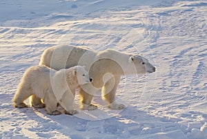 Orso polare madre cucciolo 