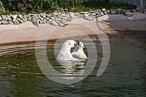 Polar bear mother and cub play