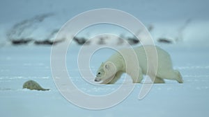 Polar bear mother and cub stalking ringed seal