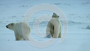 Polar bear mother and cub walking in the Svalbard area searching for food