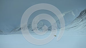 Polar bear mother and cub walking in the Svalbard area searching for food