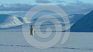 Polar bear mother and cub walking in the Svalbard area searching for food