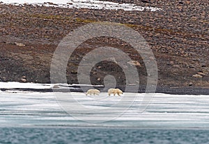 Polar Bear Mother and Cub Wander an Icy Shore