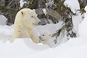 Polar bear mother with new born cub playing