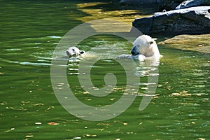 Polar bear mother playing with polar bear cub in water. White fur of the large predator