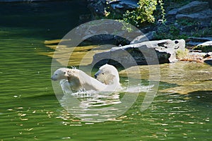 Polar bear mother playing with polar bear cub in water. White fur of the large predator