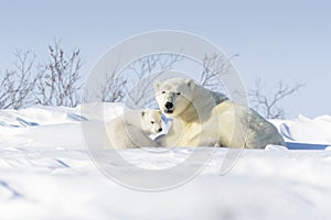 Polar bear mother with two cubs