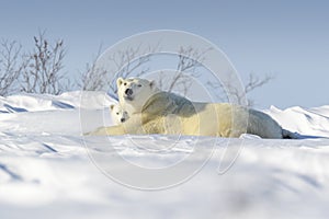 Polar bear mother with two cubs