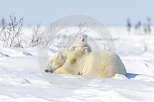 Polar bear mother with two cubs