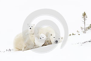 Polar bear mother with two cubs