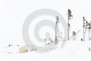 Polar bear mother with two cubs