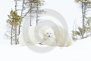 Polar bear mother with two cubs