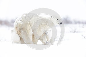 Polar bear mother with two cubs