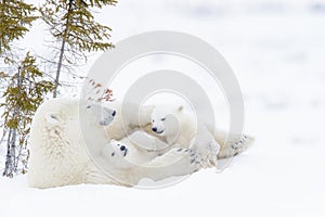 Polar bear mother with two cubs