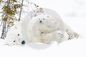 Polar bear mother with two cubs