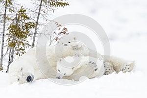 Polar bear mother with two cubs