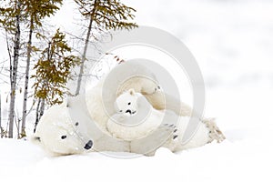 Polar bear mother with two cubs