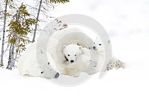 Polar bear mother with two cubs