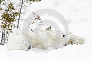 Polar bear mother with two cubs