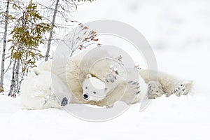 Polar bear mother with two cubs