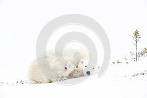 Polar bear mother with two cubs