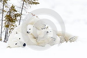 Polar bear mother with two cubs