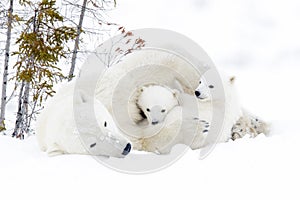 Polar bear mother with two cubs photo