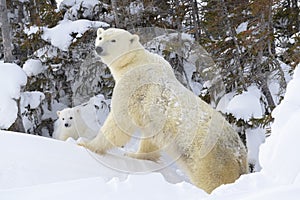 Polar bear mother (Ursus maritimus) with new born cub