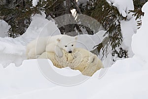 Polar bear mother (Ursus maritimus) with new born cub at den