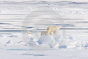 Polar bear mother Ursus maritimus and twin cubs on the pack ice, north of Svalbard Arctic Norway