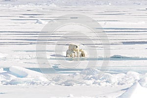 Polar bear mother Ursus maritimus and twin cubs on the pack ice, north of Svalbard Arctic Norway