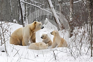 polar bear mother watches over her cubs as they play-fight in the snow