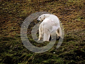 A polar bear on the mountains