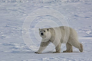 Polar bear moves across Arctic ice