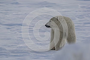 Polar bear moves across Arctic ice