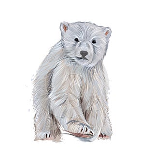 Polar bear from multicolored paints. Splash of watercolor, colored drawing, realistic