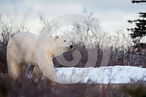 Polar bear near Churchill, Manitoba